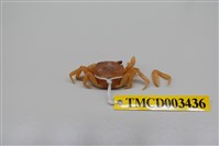 藏品(拉氏清溪蟹)的圖片